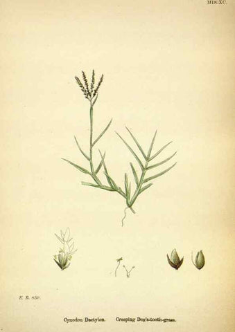 Reproducción/Reproduction 48750063488: English botany, or, Coloured figures of British plants /. London :R. Hardwicke,1863-1886.. 