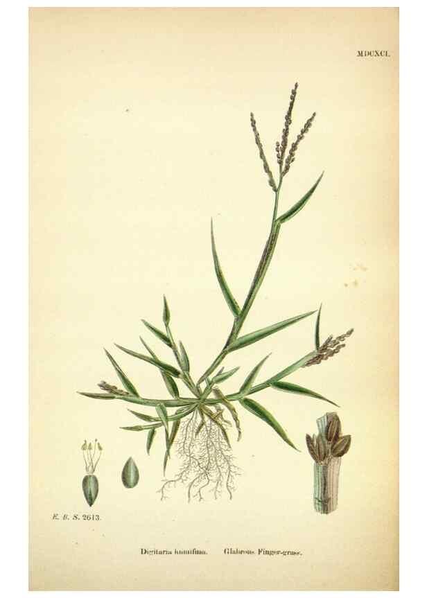 Reproducción/Reproduction 48750390871: English botany, or, Coloured figures of British plants /. London :R. Hardwicke,1863-1886.. 