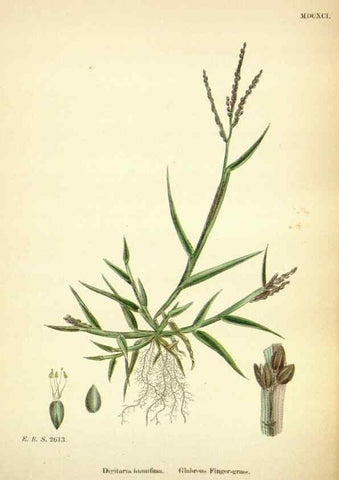 Reproducción/Reproduction 48750390871: English botany, or, Coloured figures of British plants /. London :R. Hardwicke,1863-1886.. 