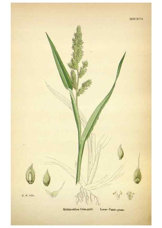 Reproducción/Reproduction 48750064533: English botany, or, Coloured figures of British plants /. London :R. Hardwicke,1863-1886.. 