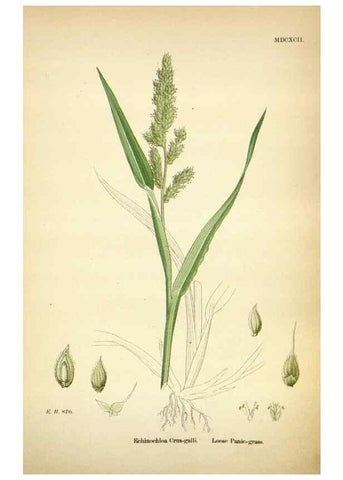 Reproducción/Reproduction 48750064533: English botany, or, Coloured figures of British plants /. London :R. Hardwicke,1863-1886.. 