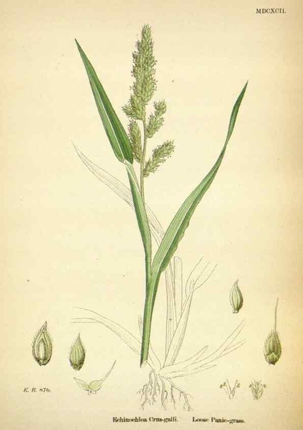 Reproducción/Reproduction 48750064533: English botany, or, Coloured figures of British plants /. London :R. Hardwicke,1863-1886.. 