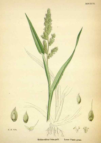 Reproducción/Reproduction 48750064533: English botany, or, Coloured figures of British plants /. London :R. Hardwicke,1863-1886.. 