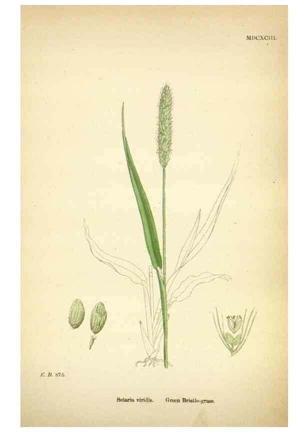 Reproducción/Reproduction 48750391891: English botany, or, Coloured figures of British plants /. London :R. Hardwicke,1863-1886.. 