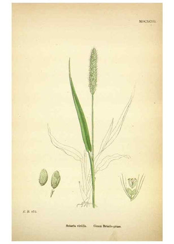 Reproducción/Reproduction 48750391891: English botany, or, Coloured figures of British plants /. London :R. Hardwicke,1863-1886.. 