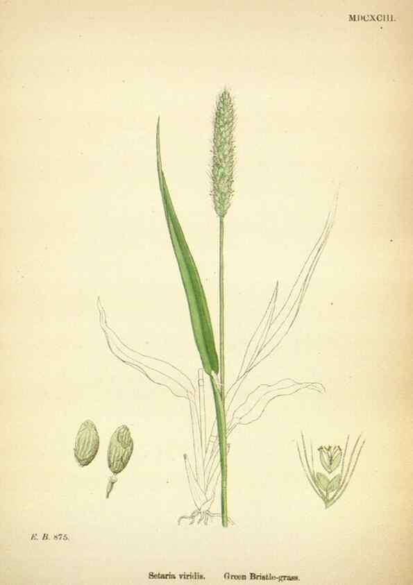 Reproducción/Reproduction 48750391891: English botany, or, Coloured figures of British plants /. London :R. Hardwicke,1863-1886.. 