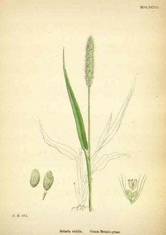 Reproducción/Reproduction 48750391891: English botany, or, Coloured figures of British plants /. London :R. Hardwicke,1863-1886.. 