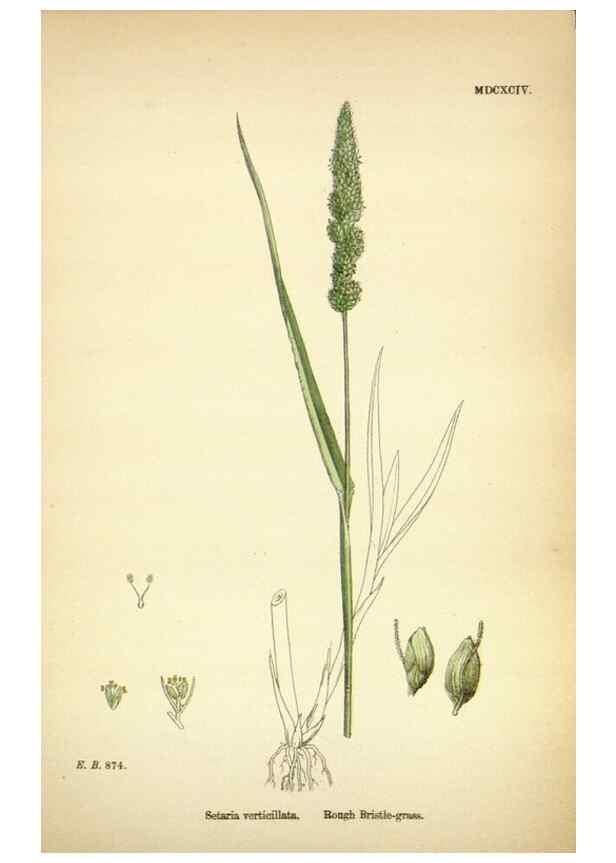 Reproducción/Reproduction 48750392341: English botany, or, Coloured figures of British plants /. London :R. Hardwicke,1863-1886.. 
