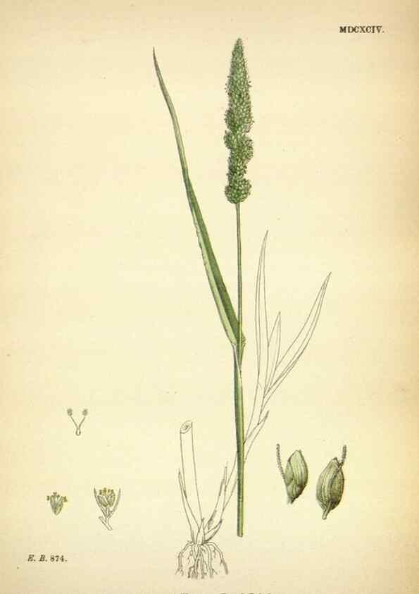 Reproducción/Reproduction 48750392341: English botany, or, Coloured figures of British plants /. London :R. Hardwicke,1863-1886.. 