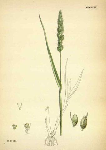 Reproducción/Reproduction 48750392341: English botany, or, Coloured figures of British plants /. London :R. Hardwicke,1863-1886.. 