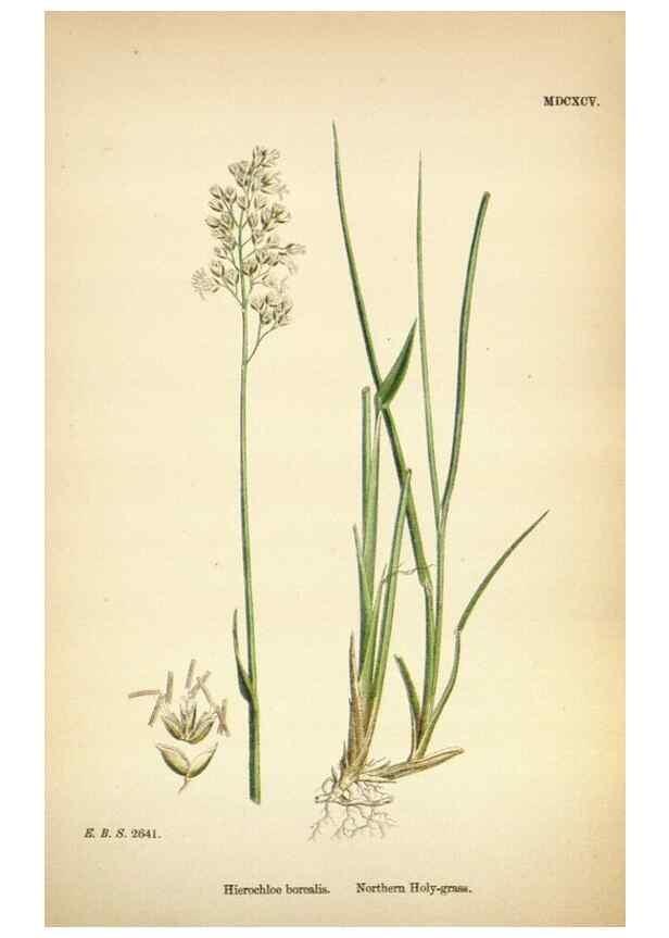 Reproducción/Reproduction 48750065878: English botany, or, Coloured figures of British plants /. London :R. Hardwicke,1863-1886.. 