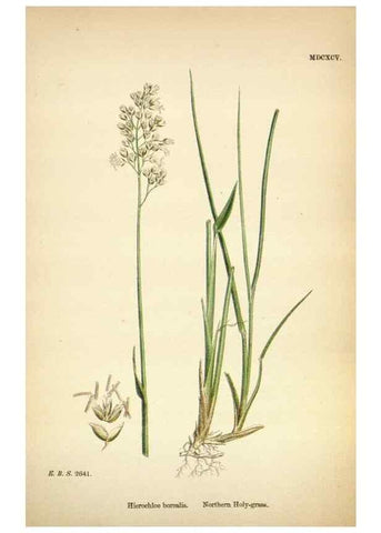 Reproducción/Reproduction 48750065878: English botany, or, Coloured figures of British plants /. London :R. Hardwicke,1863-1886.. 