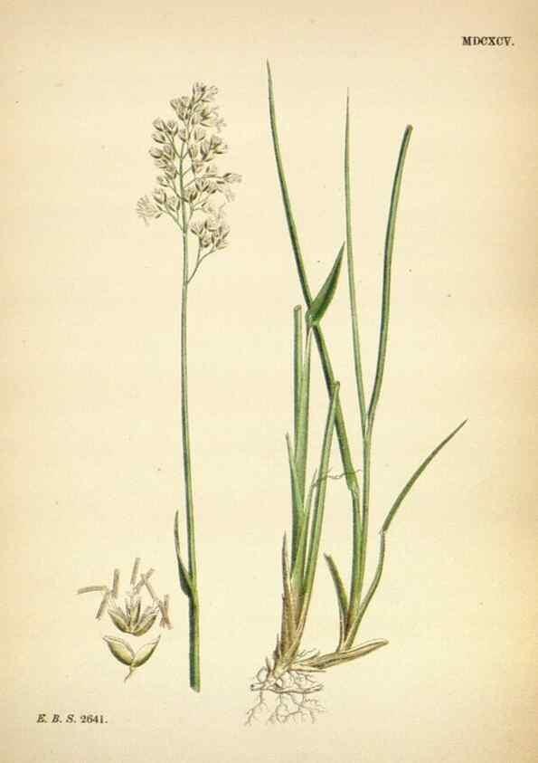 Reproducción/Reproduction 48750065878: English botany, or, Coloured figures of British plants /. London :R. Hardwicke,1863-1886.. 