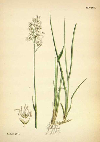 Reproducción/Reproduction 48750065878: English botany, or, Coloured figures of British plants /. London :R. Hardwicke,1863-1886.. 