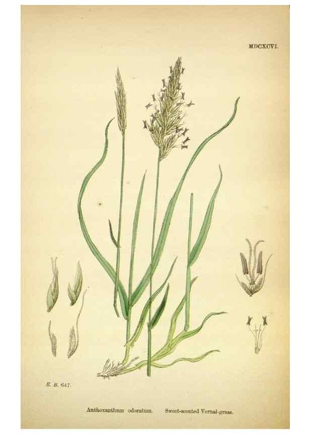 Reproducción/Reproduction 48750066333: English botany, or, Coloured figures of British plants /. London :R. Hardwicke,1863-1886.. 