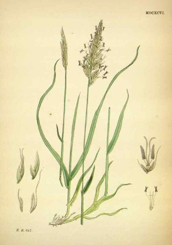 Reproducción/Reproduction 48750066333: English botany, or, Coloured figures of British plants /. London :R. Hardwicke,1863-1886.. 