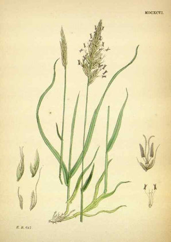 Reproducción/Reproduction 48750066333: English botany, or, Coloured figures of British plants /. London :R. Hardwicke,1863-1886.. 