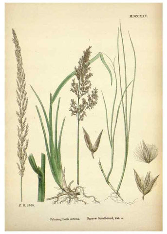 Reproducción/Reproduction 48750081503: English botany, or, Coloured figures of British plants /. London :R. Hardwicke,1863-1886.. 