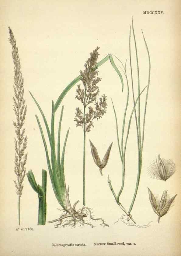 Reproducción/Reproduction 48750081503: English botany, or, Coloured figures of British plants /. London :R. Hardwicke,1863-1886.. 