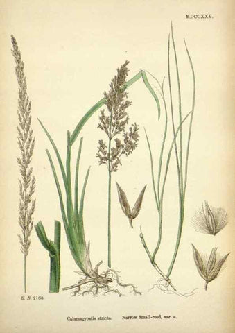 Reproducción/Reproduction 48750081503: English botany, or, Coloured figures of British plants /. London :R. Hardwicke,1863-1886.. 