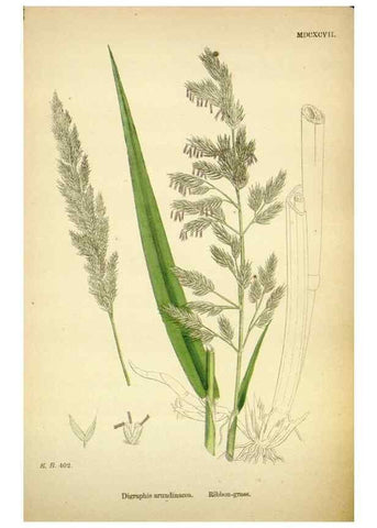 Reproducción/Reproduction 48750068048: English botany, or, Coloured figures of British plants /. London :R. Hardwicke,1863-1886.. 