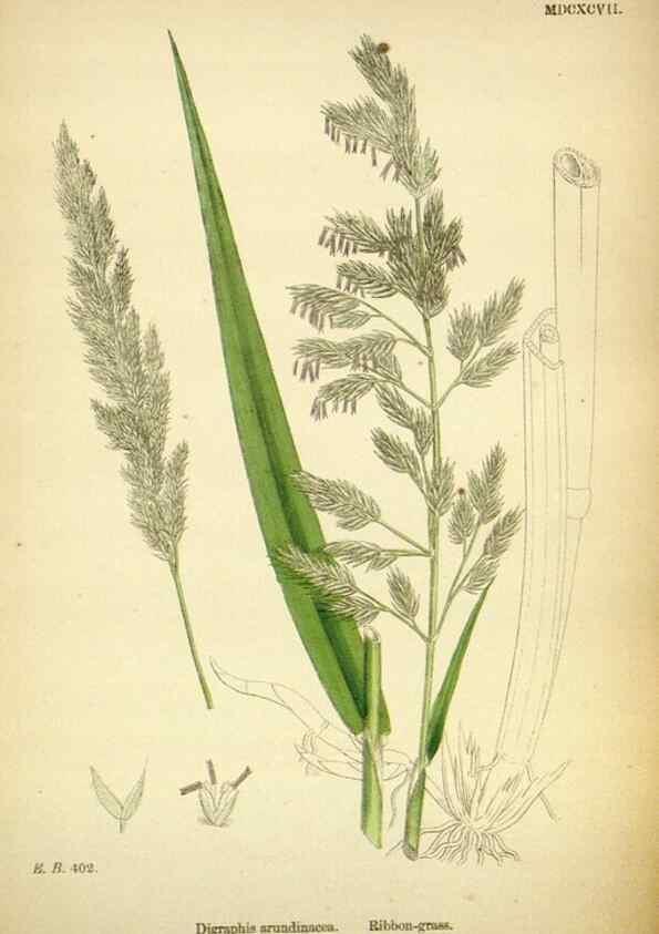 Reproducción/Reproduction 48750068048: English botany, or, Coloured figures of British plants /. London :R. Hardwicke,1863-1886.. 