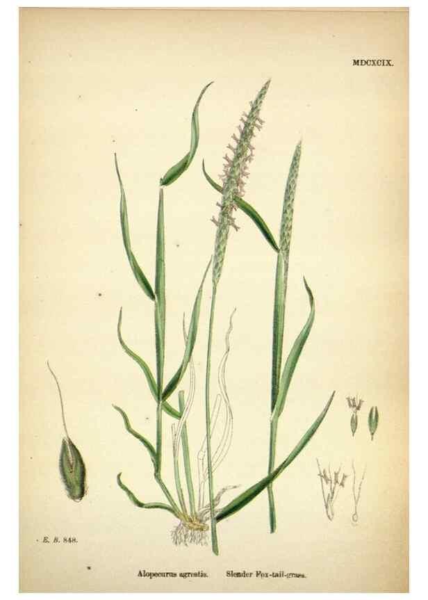 Reproducción/Reproduction 48750395816: English botany, or, Coloured figures of British plants /. London :R. Hardwicke,1863-1886.. 