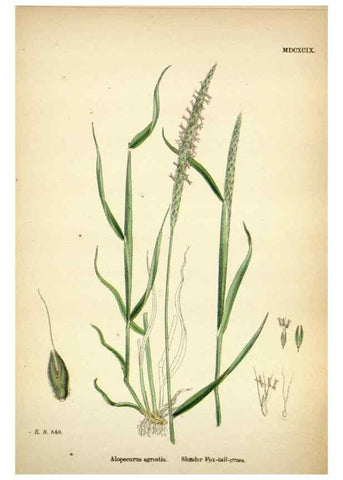 Reproducción/Reproduction 48750395816: English botany, or, Coloured figures of British plants /. London :R. Hardwicke,1863-1886.. 
