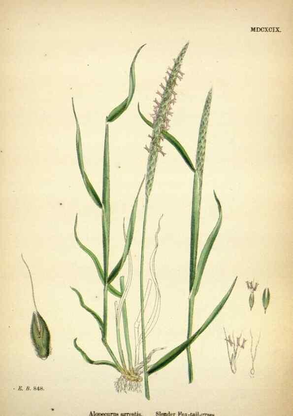 Reproducción/Reproduction 48750395816: English botany, or, Coloured figures of British plants /. London :R. Hardwicke,1863-1886.. 