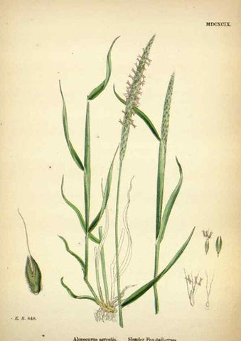 Reproducción/Reproduction 48750395816: English botany, or, Coloured figures of British plants /. London :R. Hardwicke,1863-1886.. 
