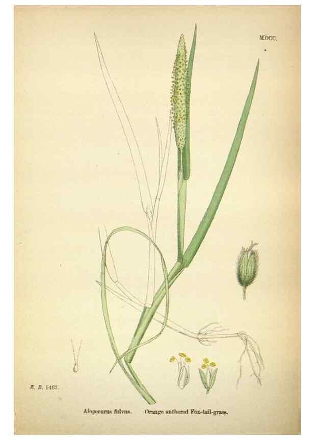 Reproducción/Reproduction 48750396141: English botany, or, Coloured figures of British plants /. London :R. Hardwicke,1863-1886.. 