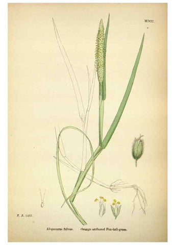 Reproducción/Reproduction 48750396141: English botany, or, Coloured figures of British plants /. London :R. Hardwicke,1863-1886.. 