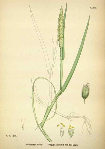 Reproducción/Reproduction 48750396141: English botany, or, Coloured figures of British plants /. London :R. Hardwicke,1863-1886.. 
