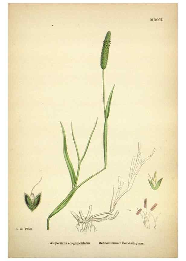 Reproducción/Reproduction 48750584987: English botany, or, Coloured figures of British plants /. London :R. Hardwicke,1863-1886.. 