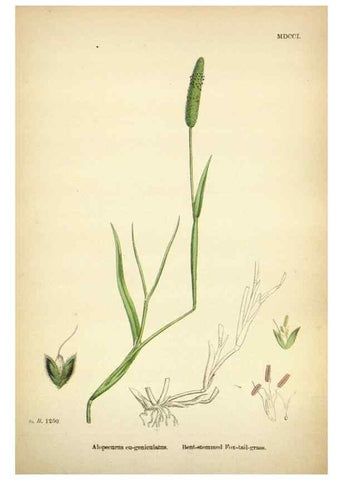 Reproducción/Reproduction 48750584987: English botany, or, Coloured figures of British plants /. London :R. Hardwicke,1863-1886.. 