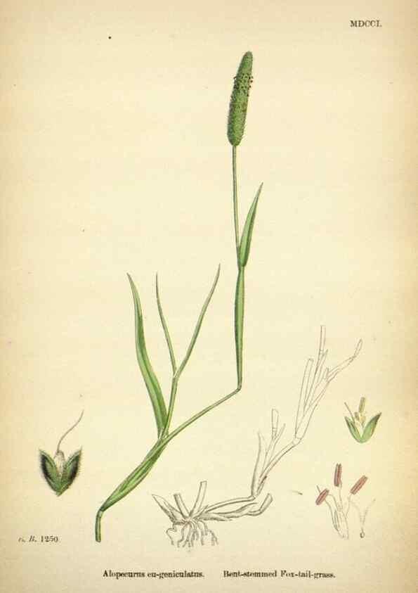 Reproducción/Reproduction 48750584987: English botany, or, Coloured figures of British plants /. London :R. Hardwicke,1863-1886.. 