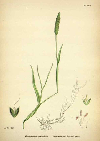 Reproducción/Reproduction 48750584987: English botany, or, Coloured figures of British plants /. London :R. Hardwicke,1863-1886.. 