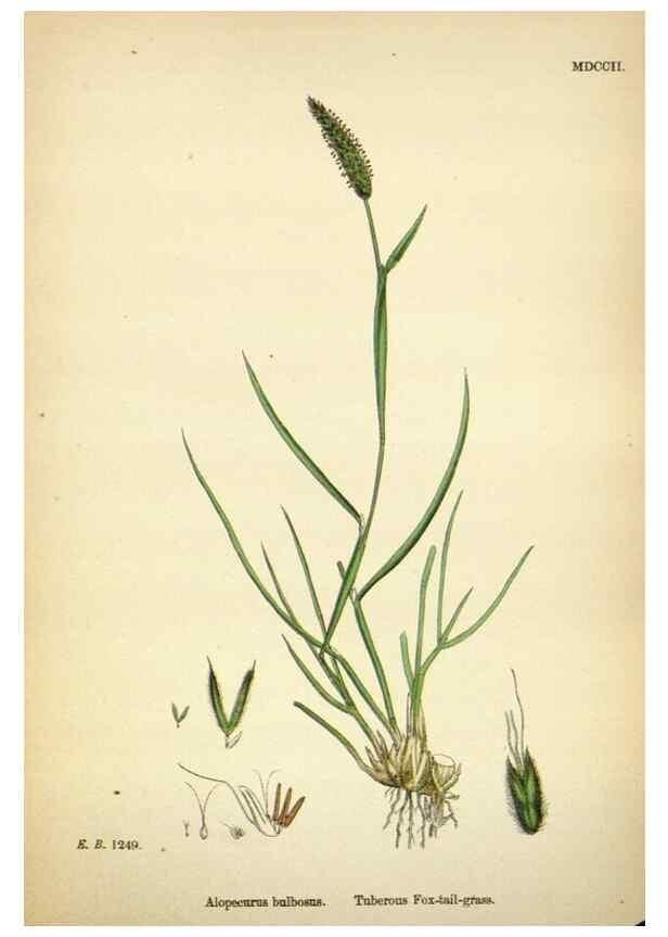 Reproducción/Reproduction 48750069613: English botany, or, Coloured figures of British plants /. London :R. Hardwicke,1863-1886.. 