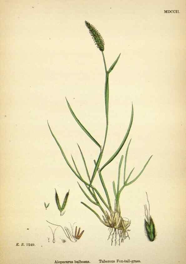 Reproducción/Reproduction 48750069613: English botany, or, Coloured figures of British plants /. London :R. Hardwicke,1863-1886.. 