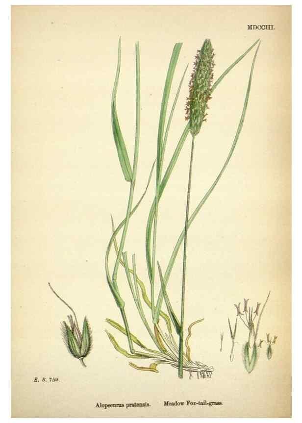Reproducción/Reproduction 48750070073: English botany, or, Coloured figures of British plants /. London :R. Hardwicke,1863-1886.. 