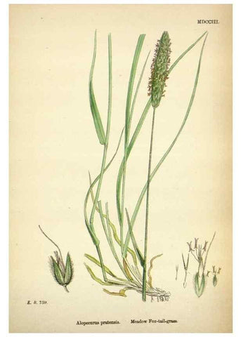 Reproducción/Reproduction 48750070073: English botany, or, Coloured figures of British plants /. London :R. Hardwicke,1863-1886.. 