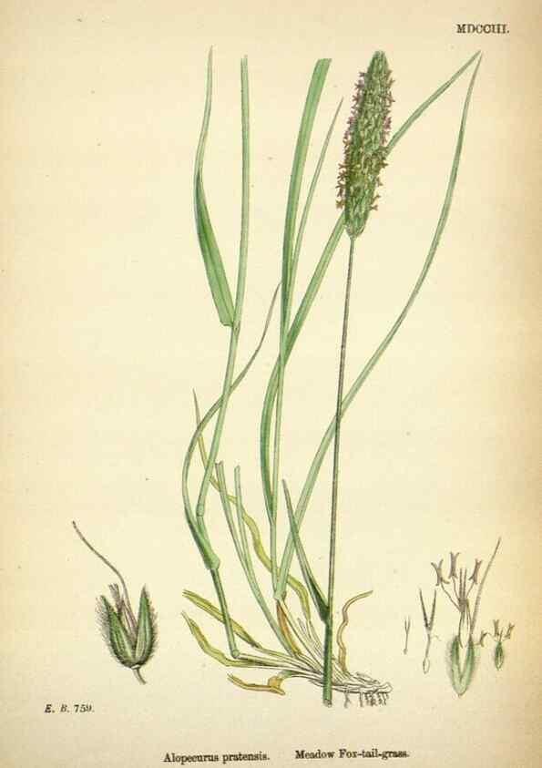 Reproducción/Reproduction 48750070073: English botany, or, Coloured figures of British plants /. London :R. Hardwicke,1863-1886.. 