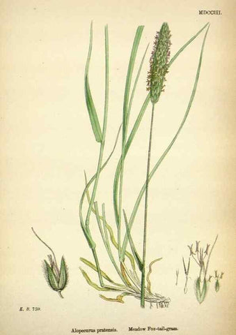 Reproducción/Reproduction 48750070073: English botany, or, Coloured figures of British plants /. London :R. Hardwicke,1863-1886.. 