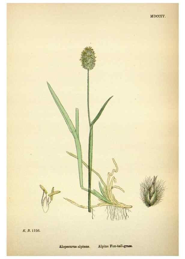 Reproducción/Reproduction 48750070368: English botany, or, Coloured figures of British plants /. London :R. Hardwicke,1863-1886.. 