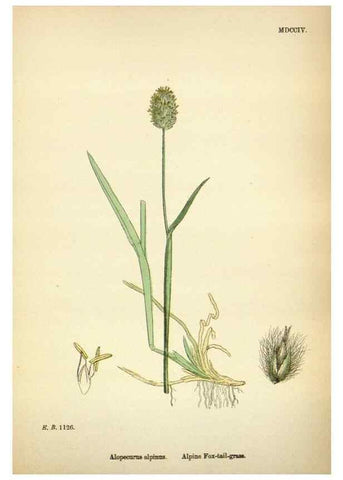 Reproducción/Reproduction 48750070368: English botany, or, Coloured figures of British plants /. London :R. Hardwicke,1863-1886.. 