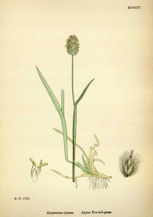 Reproducción/Reproduction 48750070368: English botany, or, Coloured figures of British plants /. London :R. Hardwicke,1863-1886.. 