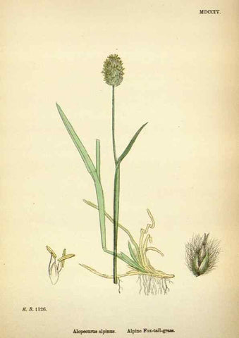 Reproducción/Reproduction 48750070368: English botany, or, Coloured figures of British plants /. London :R. Hardwicke,1863-1886.. 