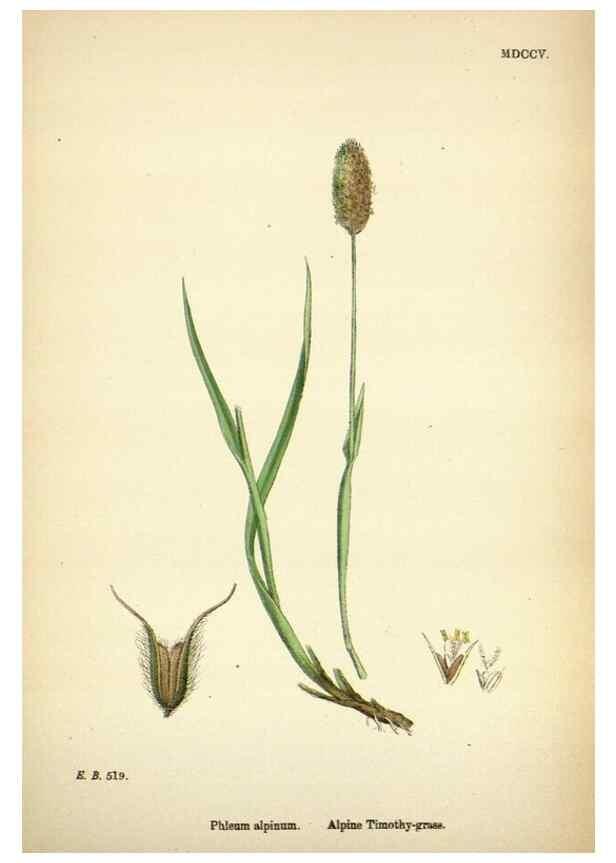 Reproducción/Reproduction 48750397596: English botany, or, Coloured figures of British plants /. London :R. Hardwicke,1863-1886.. 