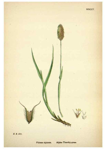 Reproducción/Reproduction 48750397596: English botany, or, Coloured figures of British plants /. London :R. Hardwicke,1863-1886.. 