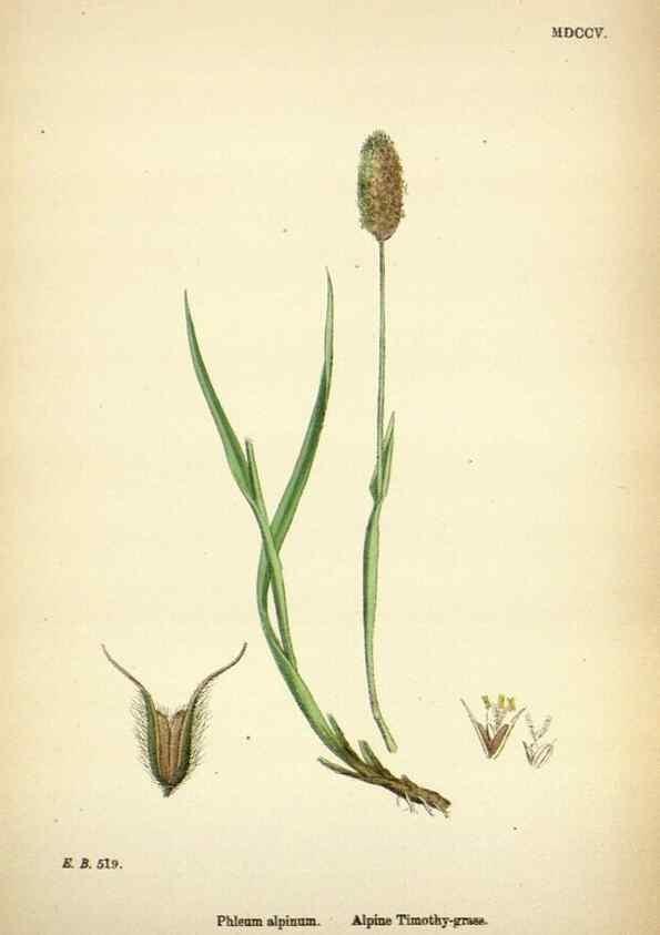 Reproducción/Reproduction 48750397596: English botany, or, Coloured figures of British plants /. London :R. Hardwicke,1863-1886.. 